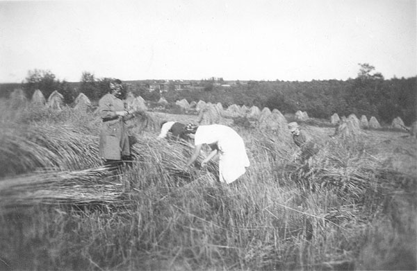 1941. East Karelia. Reaping the harvest left by the retreating Red Army