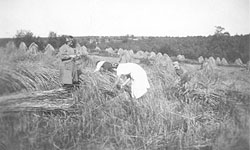 1941. East Karelia. Reaping the harvest left by the retreating Red Army