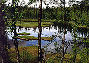 Конец 1990-х годов. Национальный парк Паанаярви