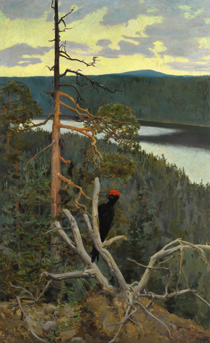 1892. The black woodpecker