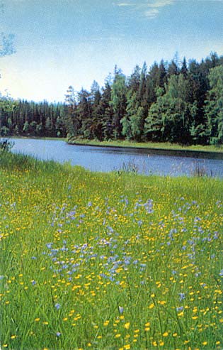 1975. Valaam. The meadow in blossom