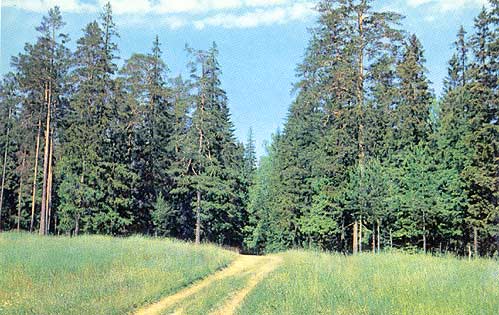 1975. Valaam. The road to the Shishkin's pine