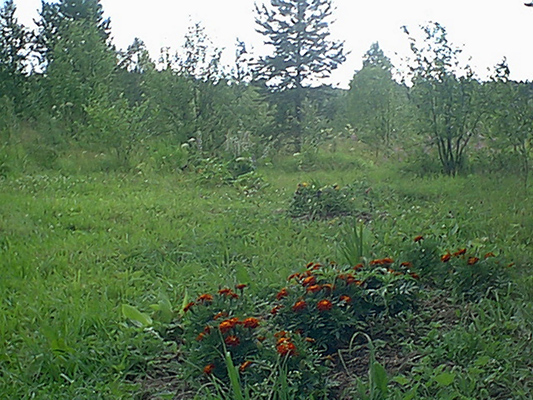 24. heinäkuuta 2005. Uusikylä