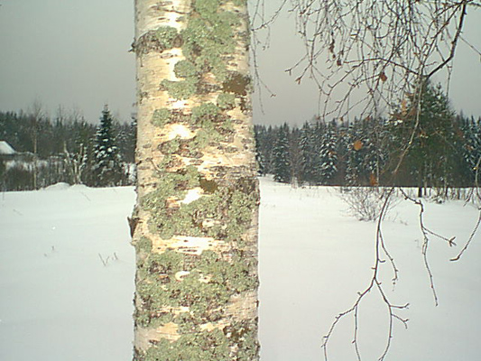 8. tammikuuta 2006. Uusikylä